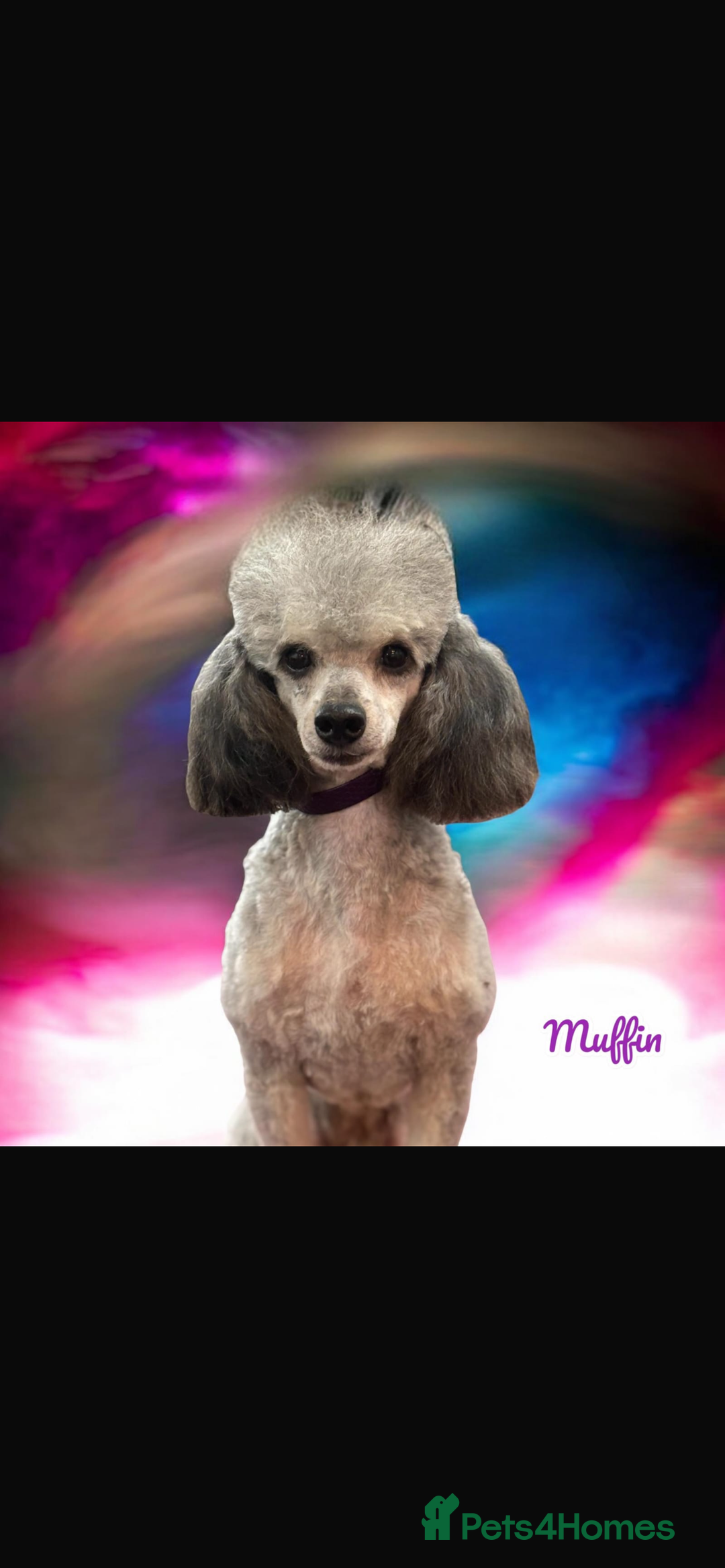 Mixed Breed dogs for sale: Last boy available now Miniature Schnoodles  - Advert 7