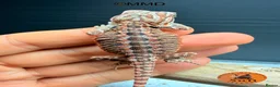 Bearded Dragon reptiles for sale: Stunning baby bearded dragons ready to go!  - Advert 17