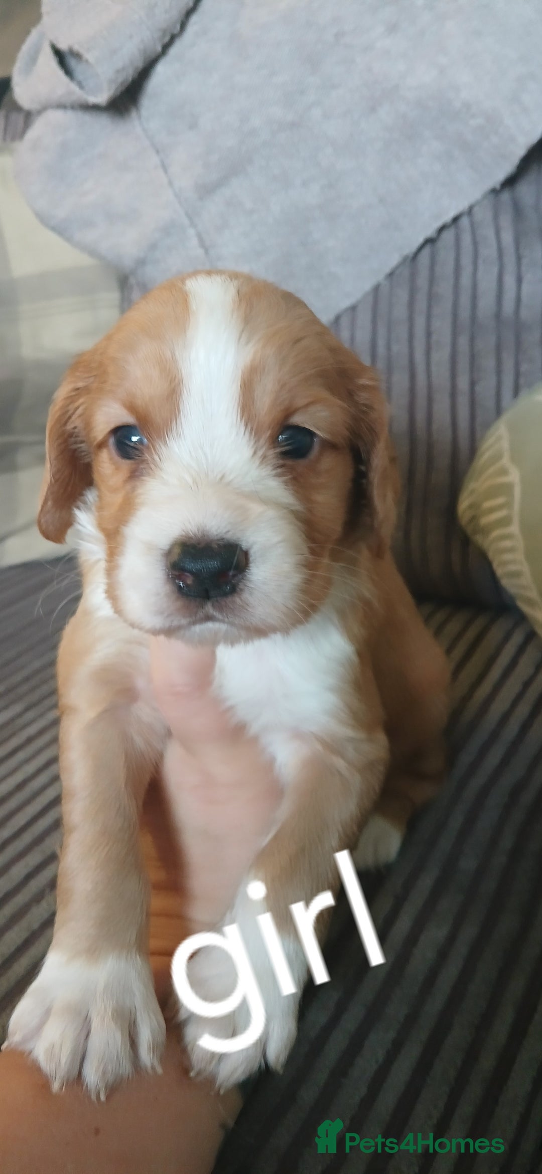 Cocker Spaniel dogs for sale: 5 beautiful cocker spaniels  - Image 1