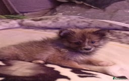 Pomeranian dogs for sale: Butiful Pomeranians - Advert 9