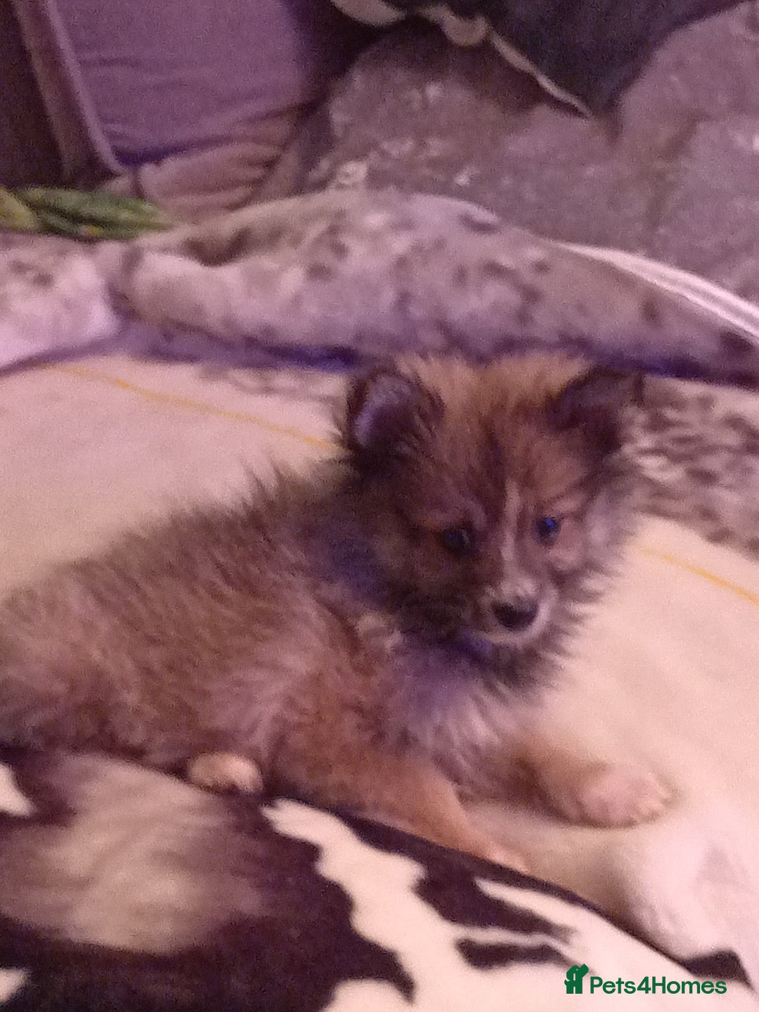 Pomeranian dogs for sale: Butiful Pomeranians - Advert 9