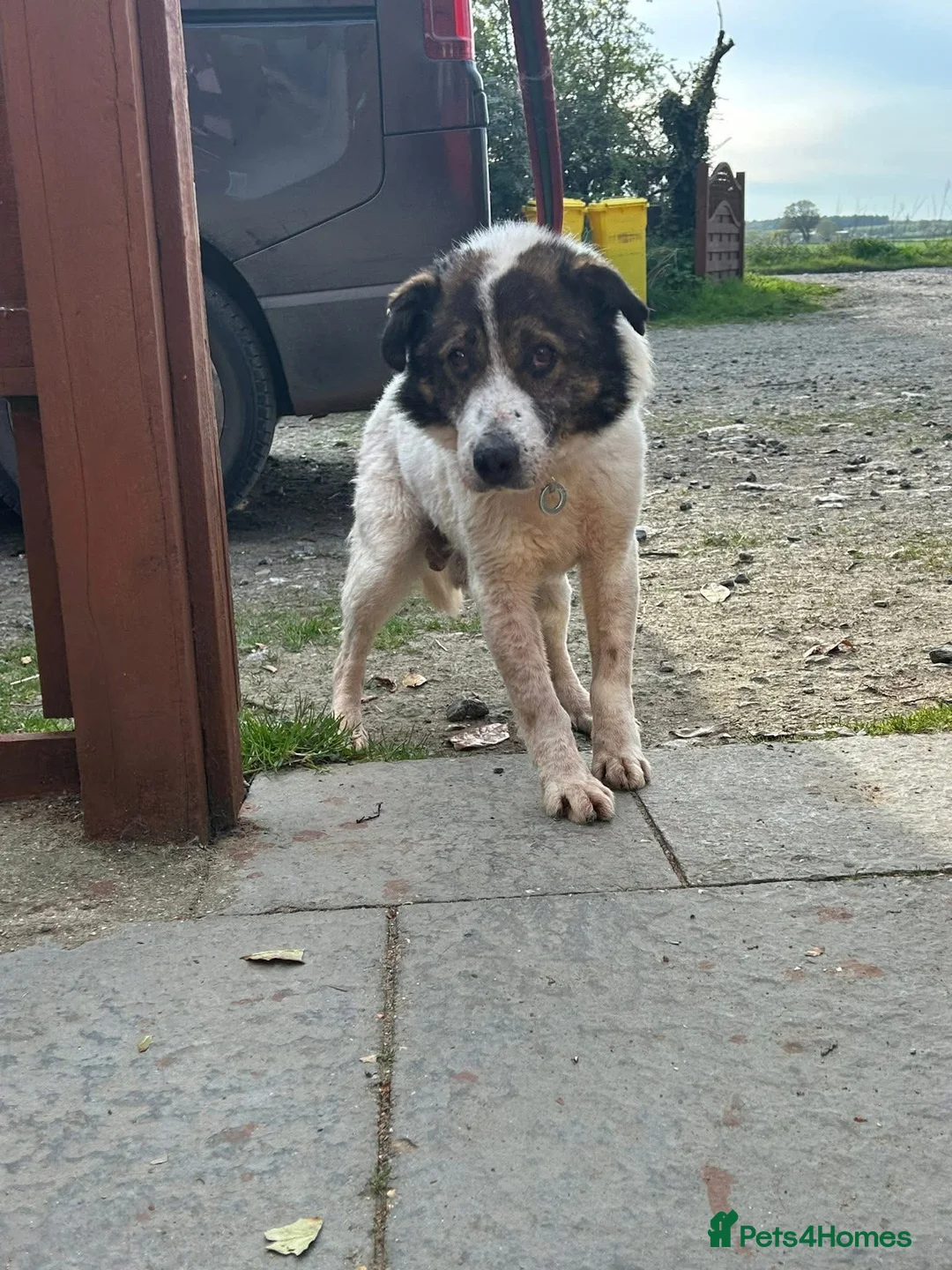 Mixed Breed dogs for adoption: Roger - Norwich Norfolk  in Norwich - Advert 20
