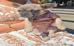 French Bulldog dogs for sale: One adorable female 🩷 French Bulldog Puppy  - Image 20