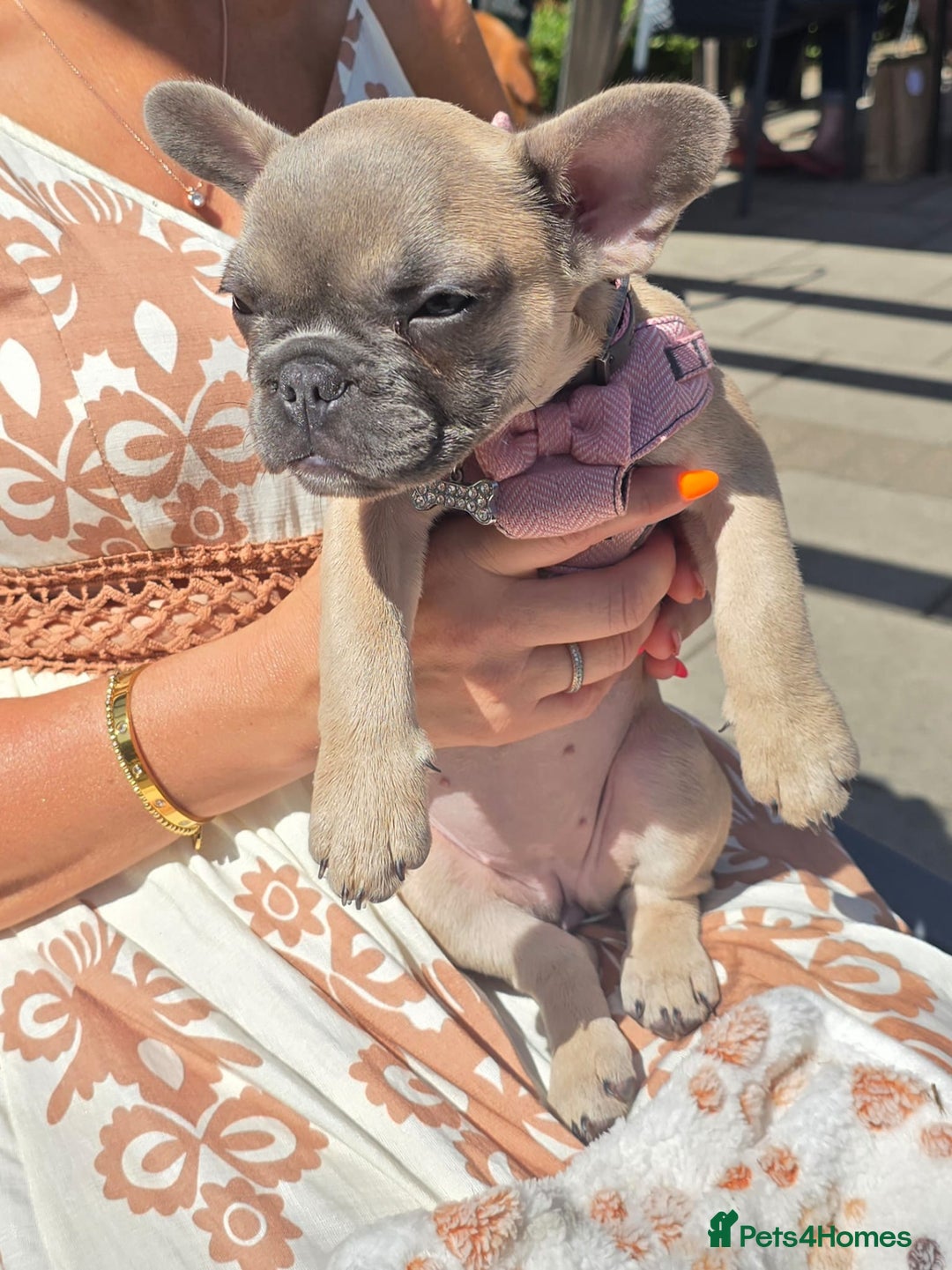 French Bulldog dogs for sale: One adorable female 🩷 French Bulldog Puppy  - Image 20