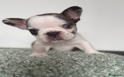 French Bulldog dogs for sale: Hikema X Cheeko (French bulldogs) - Image 16