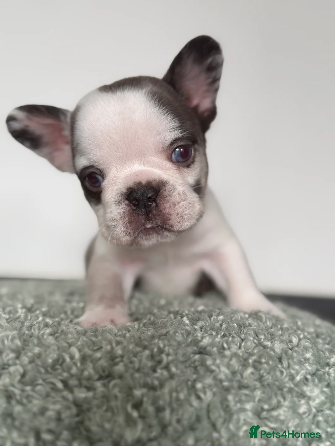 French Bulldog dogs for sale: Hikema X Cheeko (French bulldogs) - Advert 25