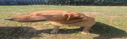 Labrador Retriever dogs for sale: Kc reg fox red labrador  - Advert 4