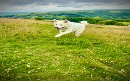 Akita dogs for sale: 2 Akita puppies 1 female 1 male  - Image 18