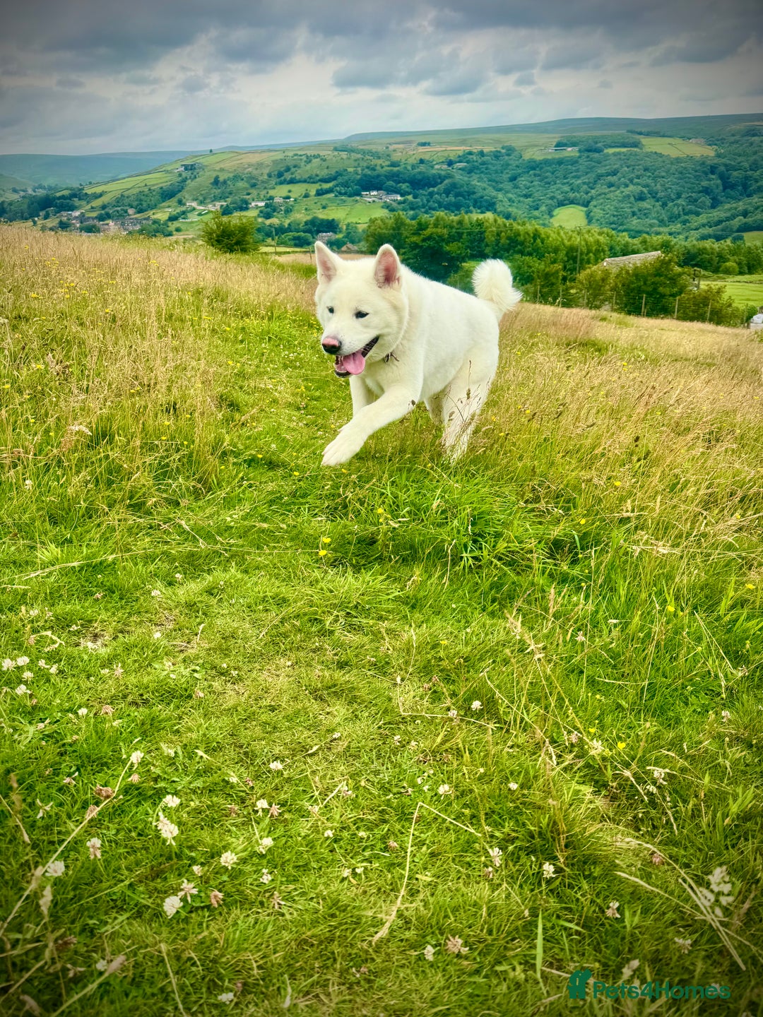 Akita dogs for sale: 2 Akita puppies 1 female 1 male  - Image 18