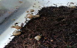 Python Snake reptiles for sale: Ball pythons adult females and hatchlings  - Image 11