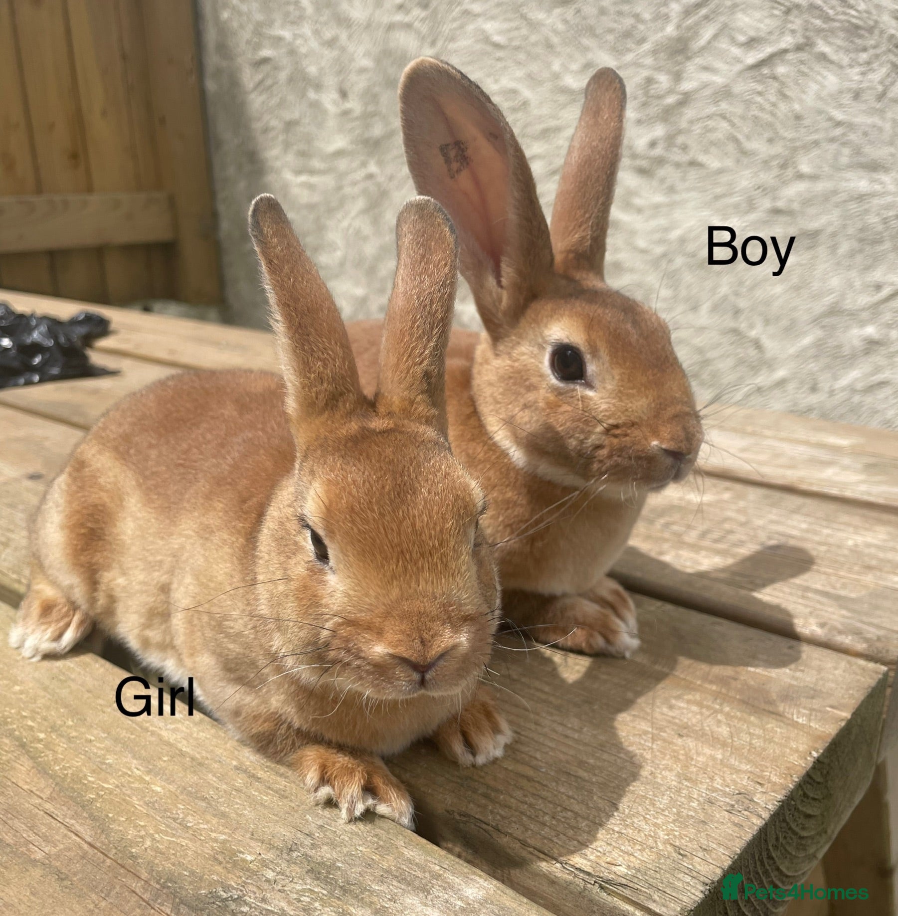 Rex rabbits 💖Pure bred mini Rex💖 - Advert 2
