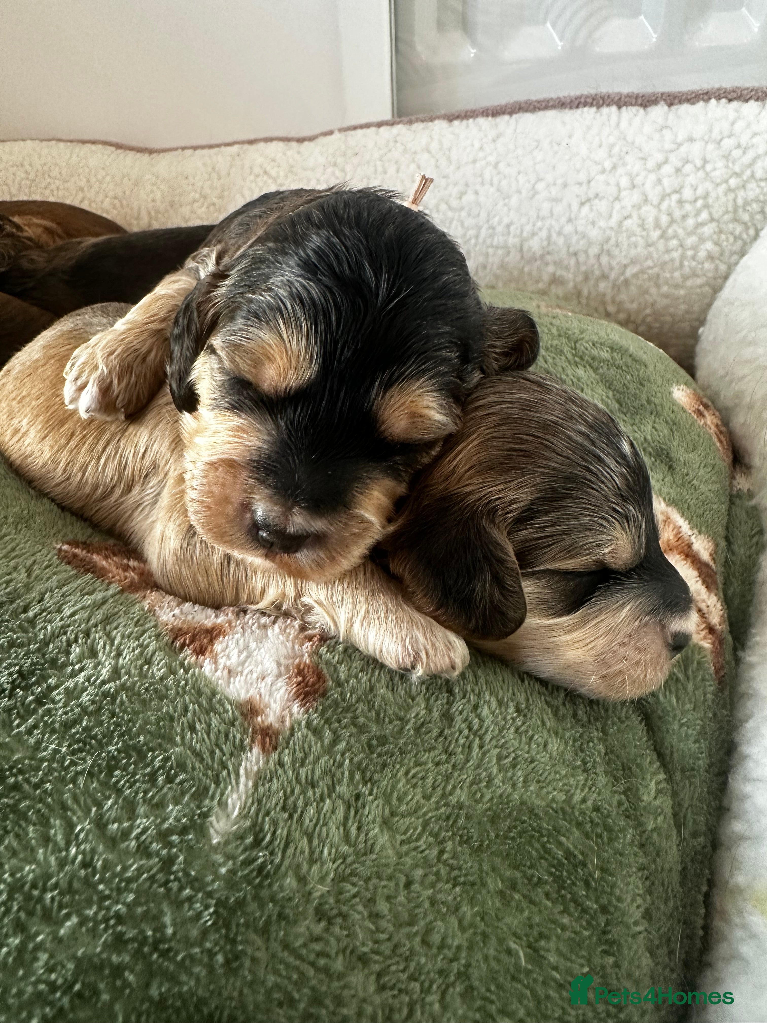 Cockapoo dogs 🌟 Premium F1 Mini Cockapoo Puppies 🌟 - Advert 7