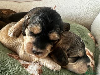 Cockapoo dogs 🌟 Premium F1 Mini Cockapoo Puppies 🌟 - Advert 7