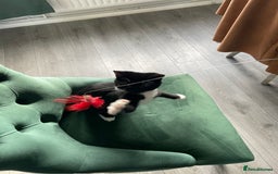 British Shorthair cats for sale: Kittens - Image 4