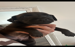 Patterdale Terrier dogs for sale: Patterdale pups  - Image 5