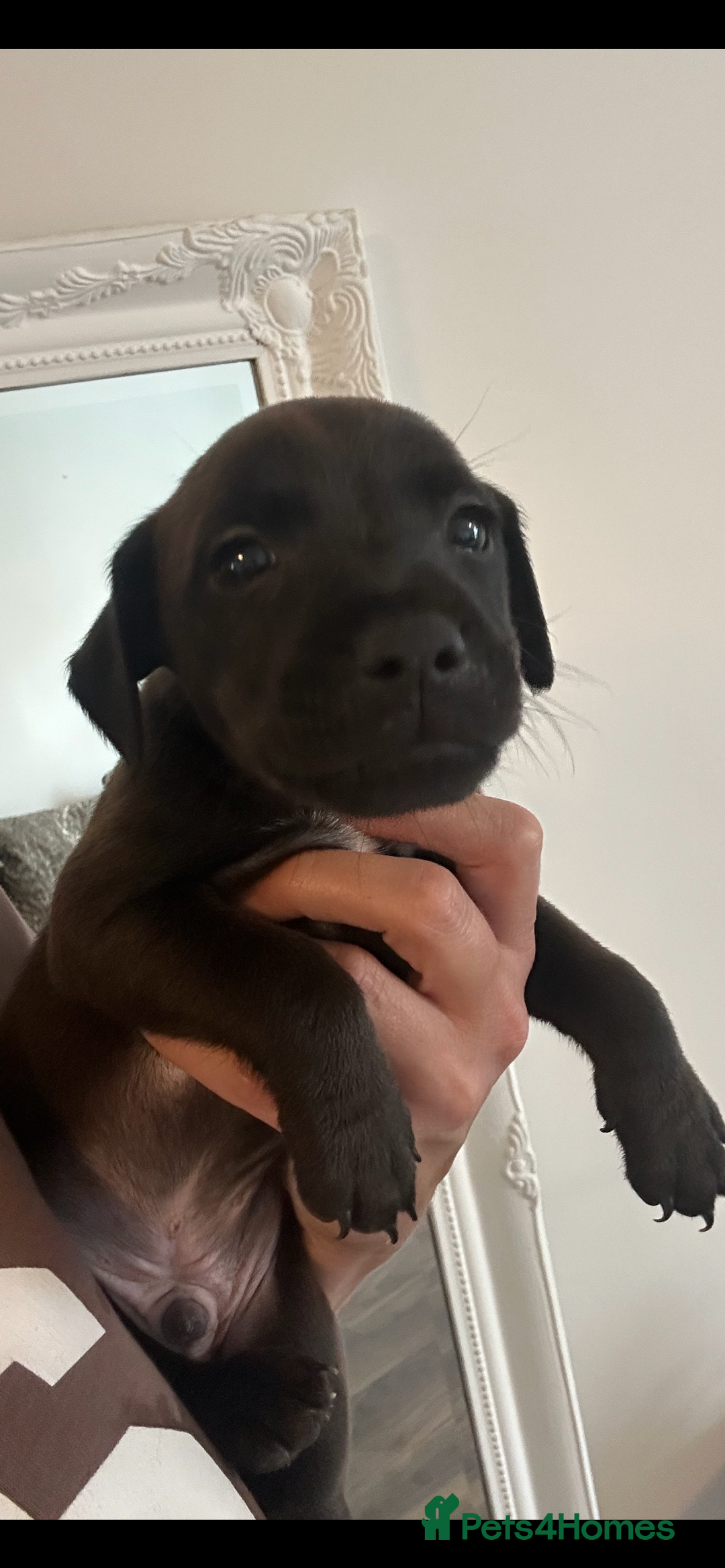 Patterdale Terrier dogs for sale: Patterdale pups  - Image 5