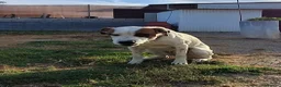 Mixed Breed dogs for adoption: CLAUDIO❤️🚨🐾 - Advert 6