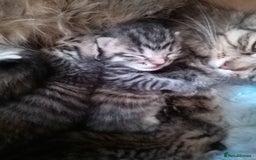 RagaMuffin cats for sale: Ragamuffin x ragdoll  - Image 2