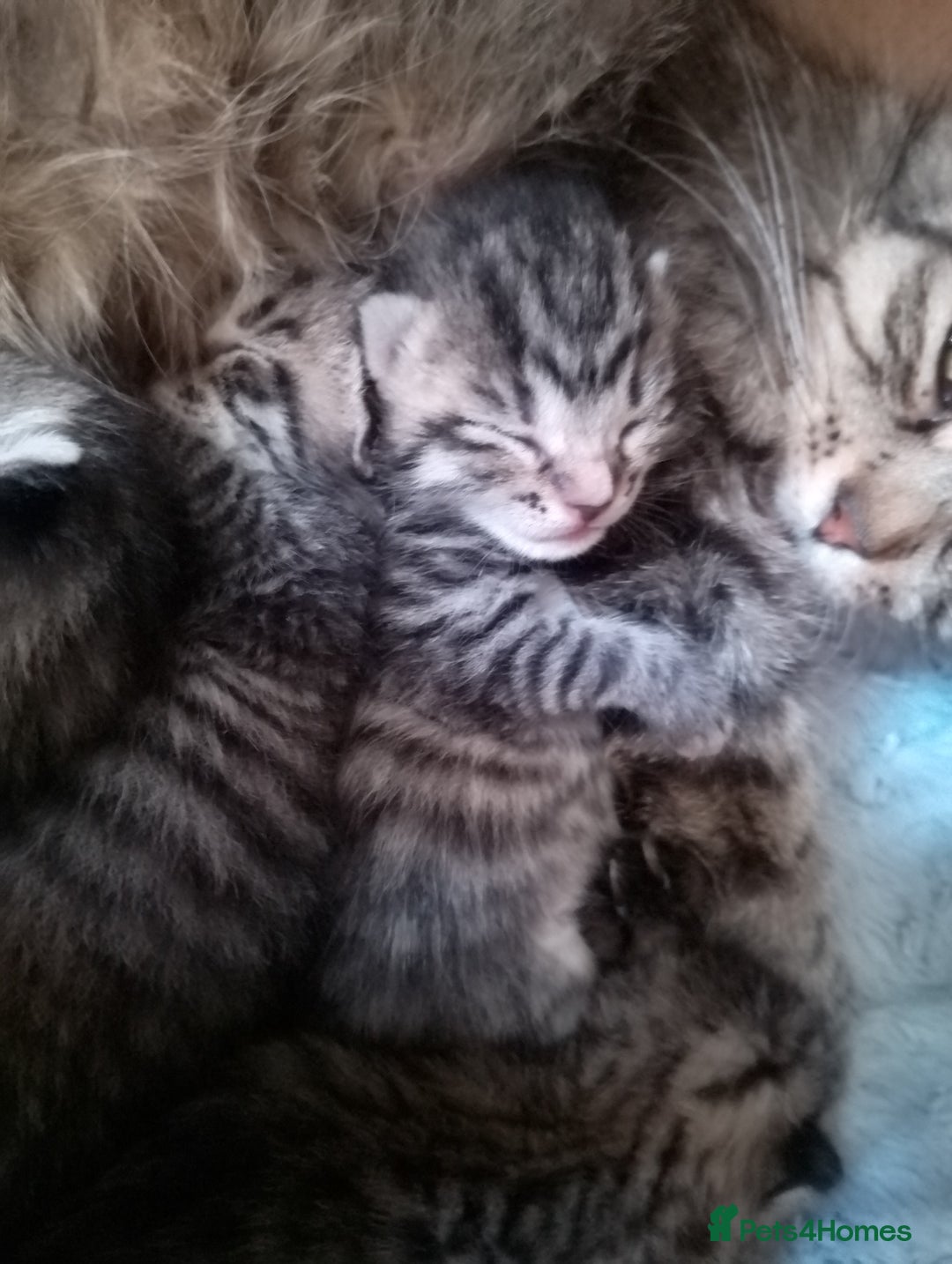 RagaMuffin cats for sale: Ragamuffin x ragdoll  - Image 2