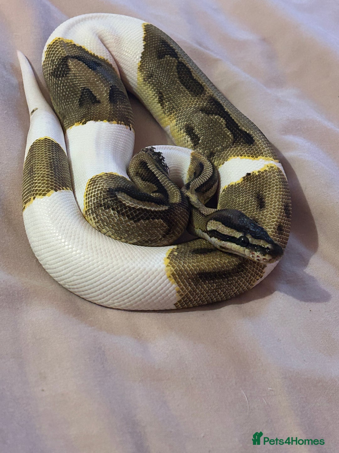 Python Snake reptiles for sale: enchi pied royal python with full bioactive setup  - Advert 6