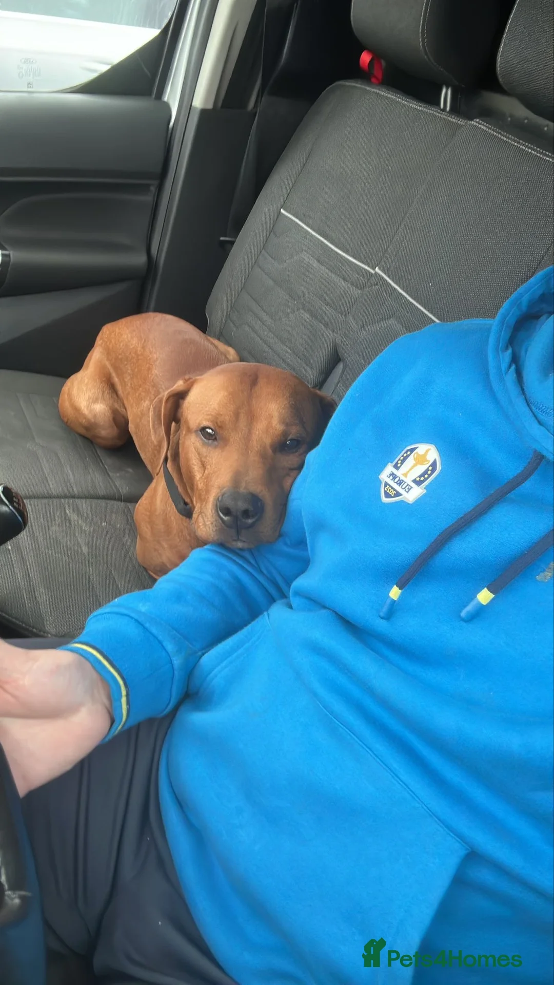 Mixed Breed dogs for sale: Doberman and Doberman x staffy  - Advert 21