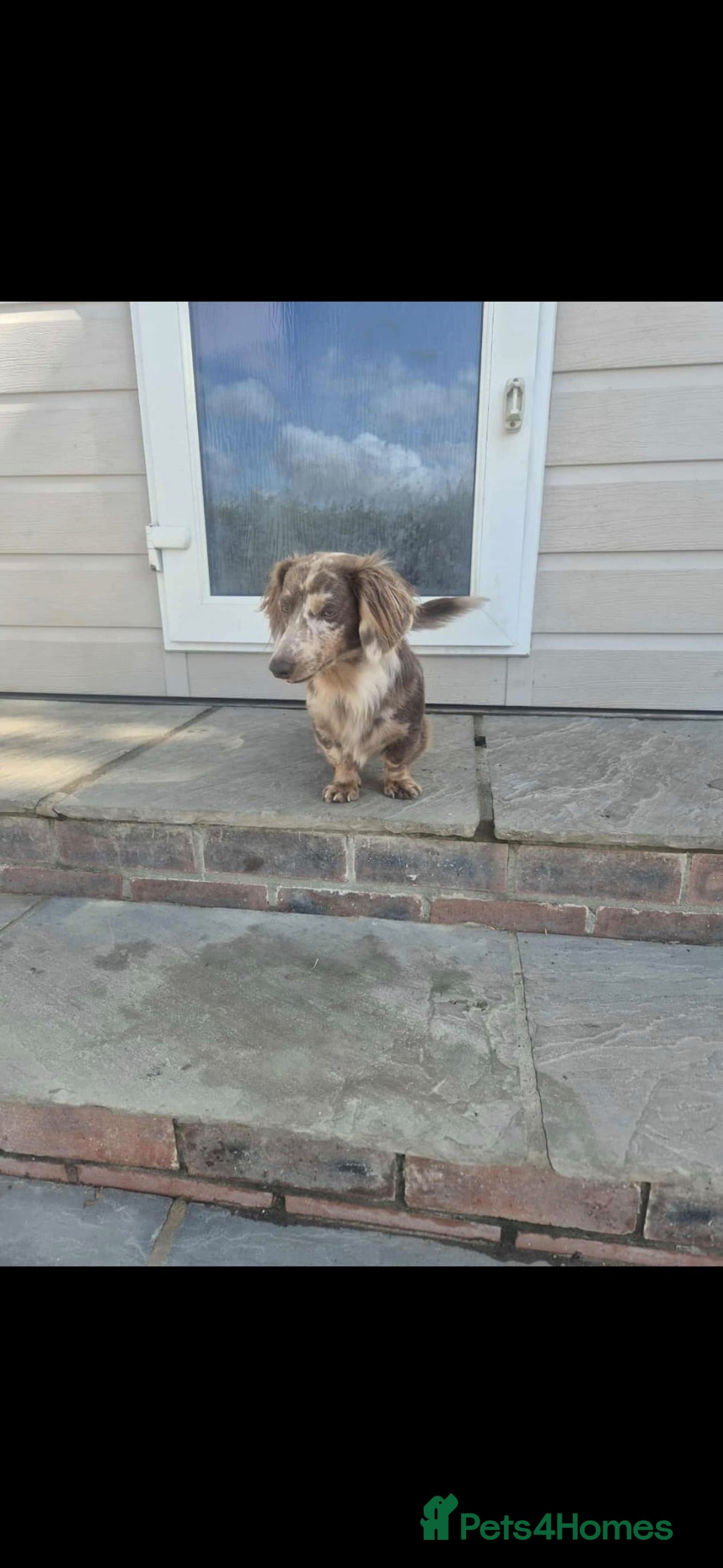 Miniature Dachshund dogs for stud: MIniture Dachshund Stud - Image 2
