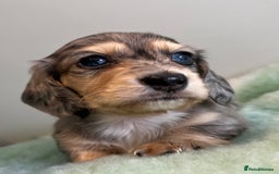 Miniature Dachshund dogs for sale: Miniature long hair dachshund  - Image 2