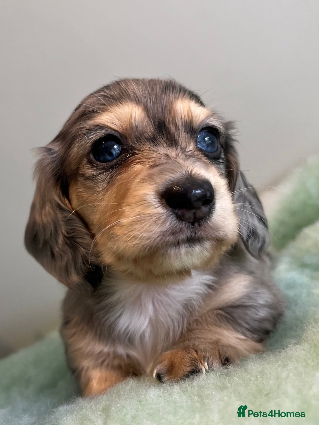 Miniature Dachshund dogs for sale: Miniature long hair dachshund  - Image 2