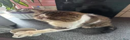 Exotic cats for sale: Exotic shorthair cat - Advert 3