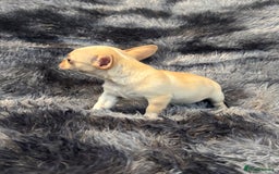 Chihuahua dogs for sale: Chihuahua puppy’s  - Image 30