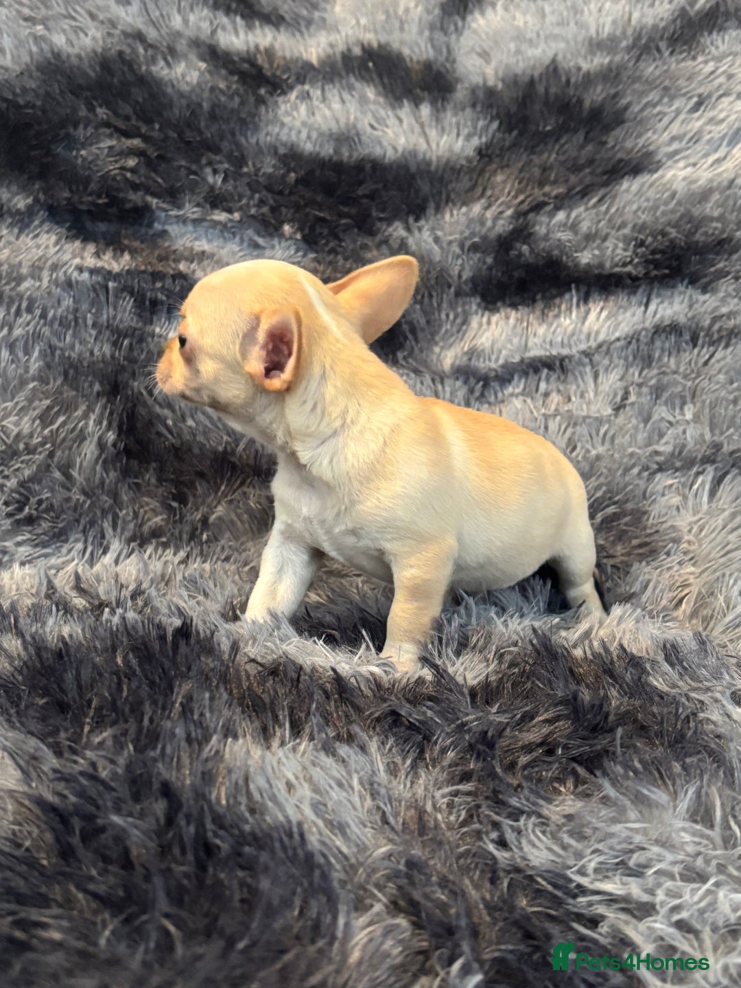 Chihuahua dogs for sale: Chihuahua puppy’s  - Image 30