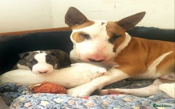 Bull Terrier dogs for stud: English Bull Terrier STUD dog - Image 5