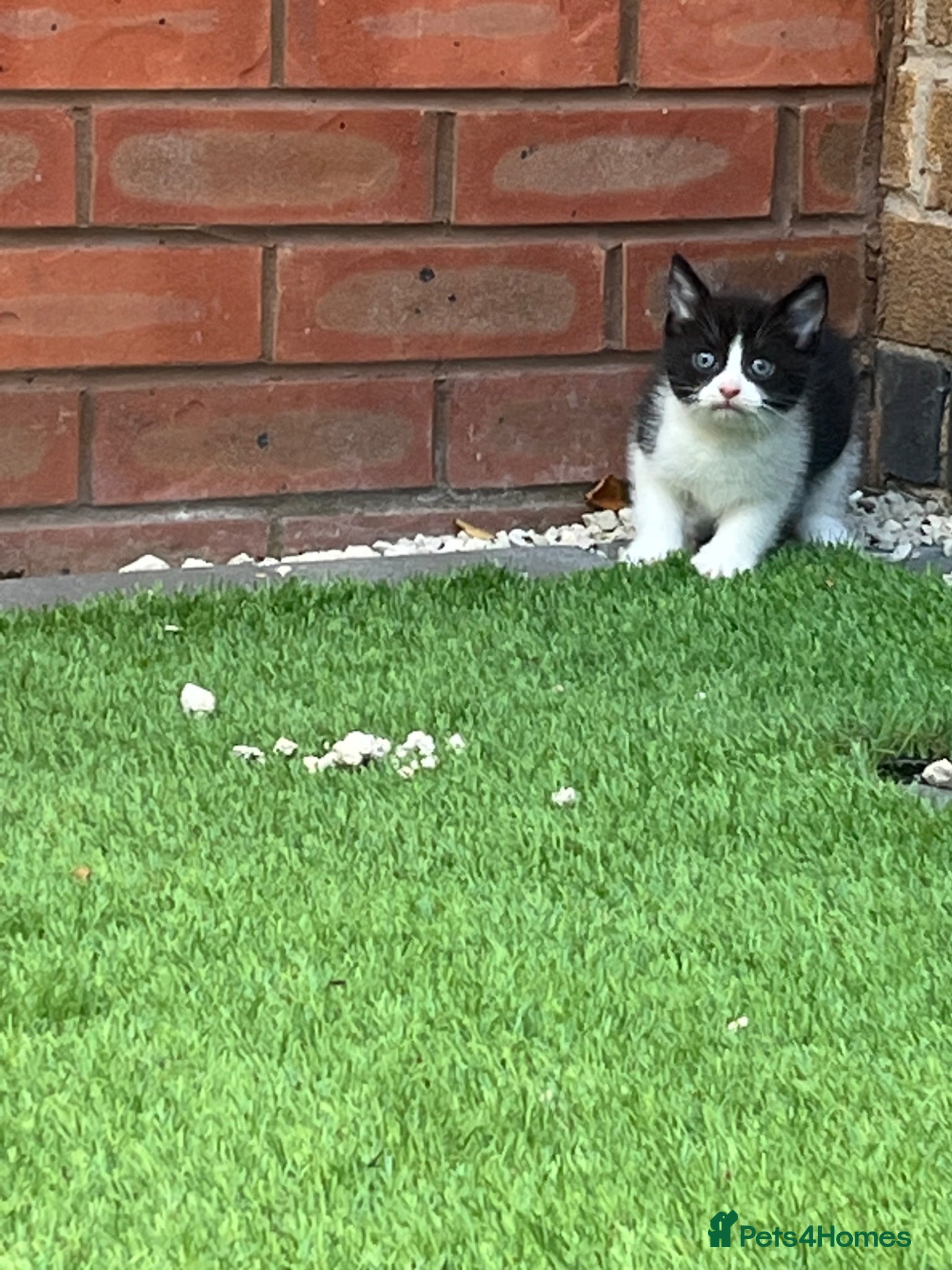 British Shorthair cats for sale: Black and white British shorthairs - Advert 10