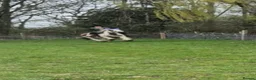 Irish Cob horses for sale: 13'3/ 14h Skewbalds 6 yr gelding for sale in York - Advert 4