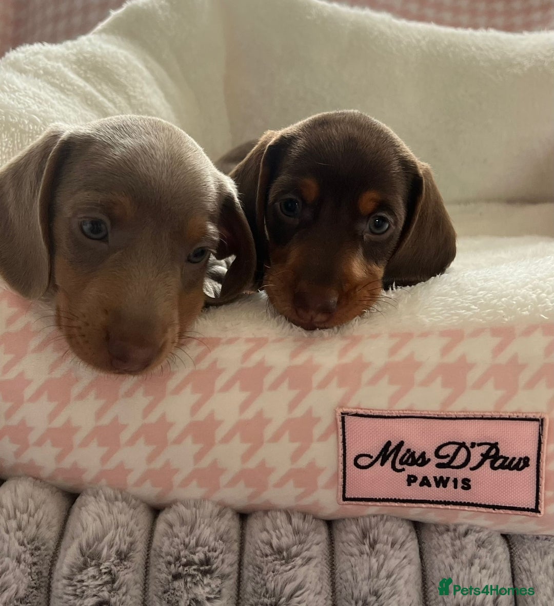 Miniature Dachshund dogs for sale: Miniature Dachshund  - Image 17