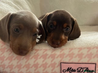 Miniature Dachshund dogs - Advert 28