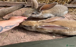 Continental Giant rabbits for sale: Very lovely rabbit  - Image 6