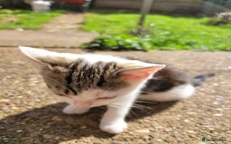 Mixed Breed cats for sale: 2 adorable girls for a new, forever home. - Image 2