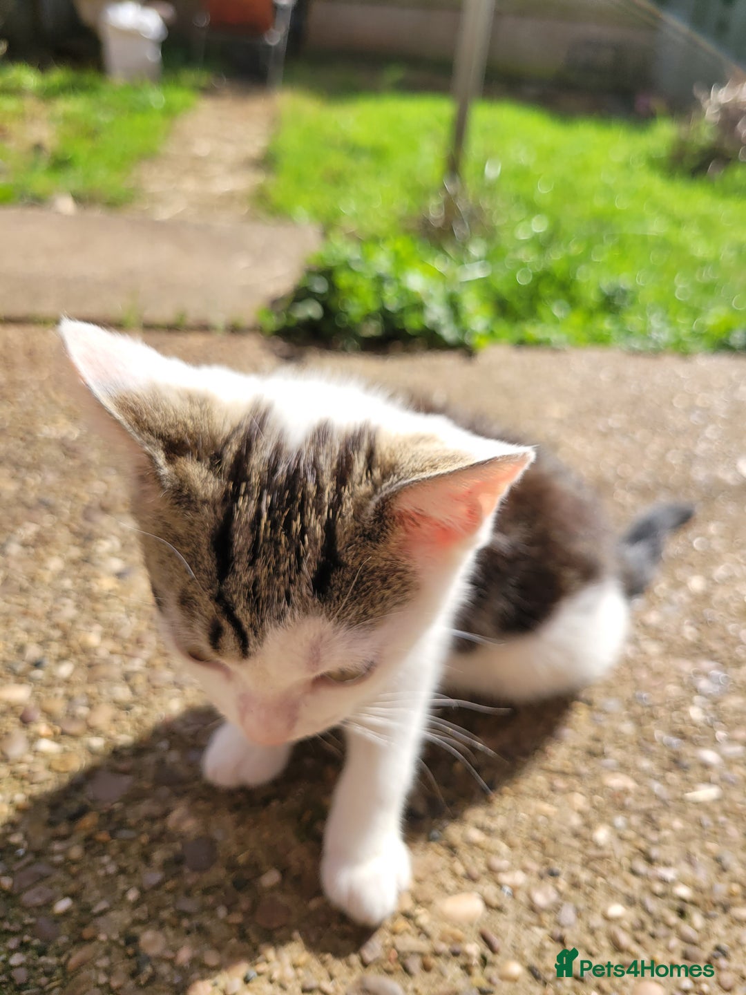 Mixed Breed cats for sale: 2 adorable girls for a new, forever home. - Image 2