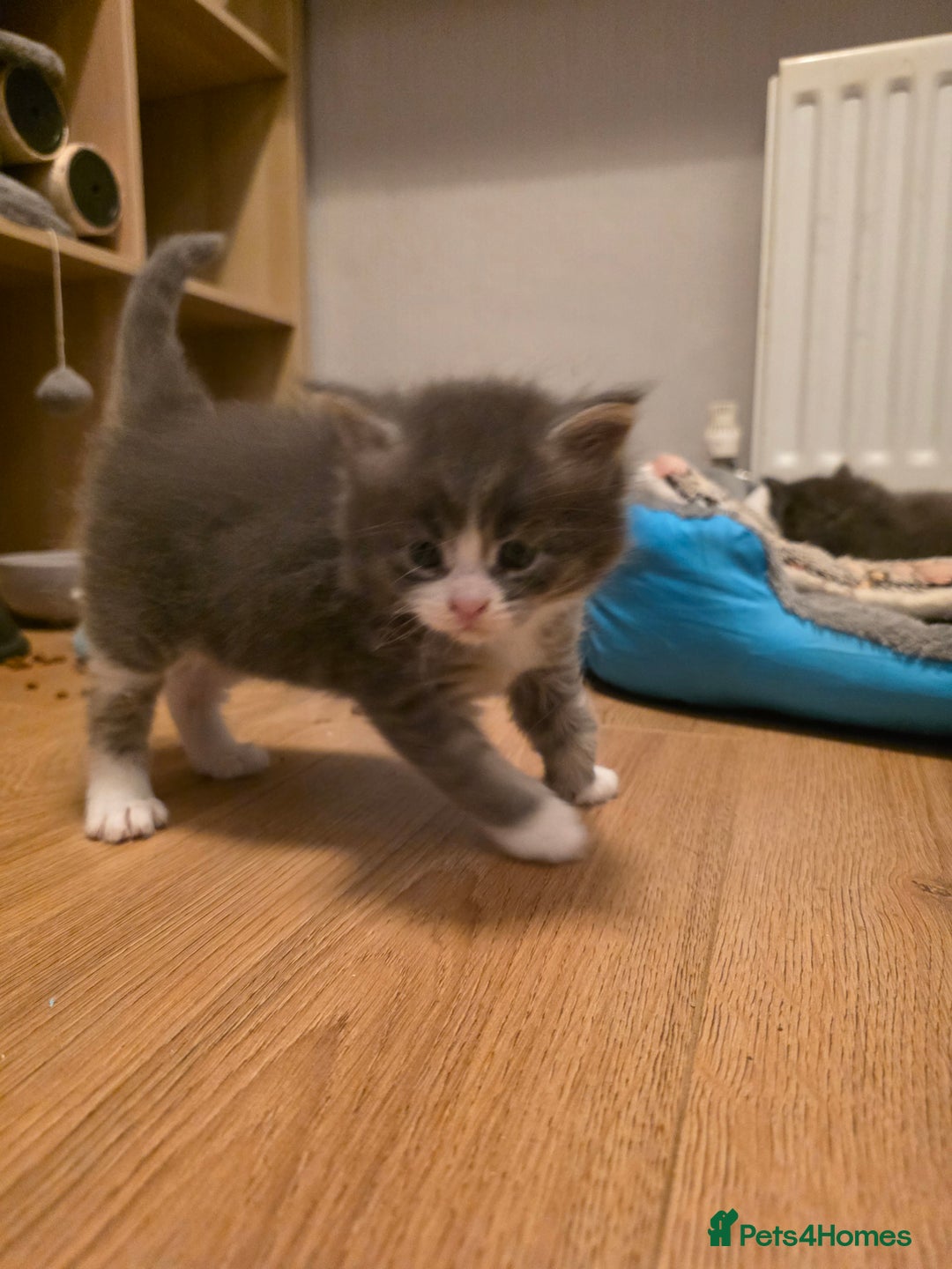 Maine Coon cats for sale: Beautiful Maine Coon Kittens 4 boys/2girl  - Advert 24