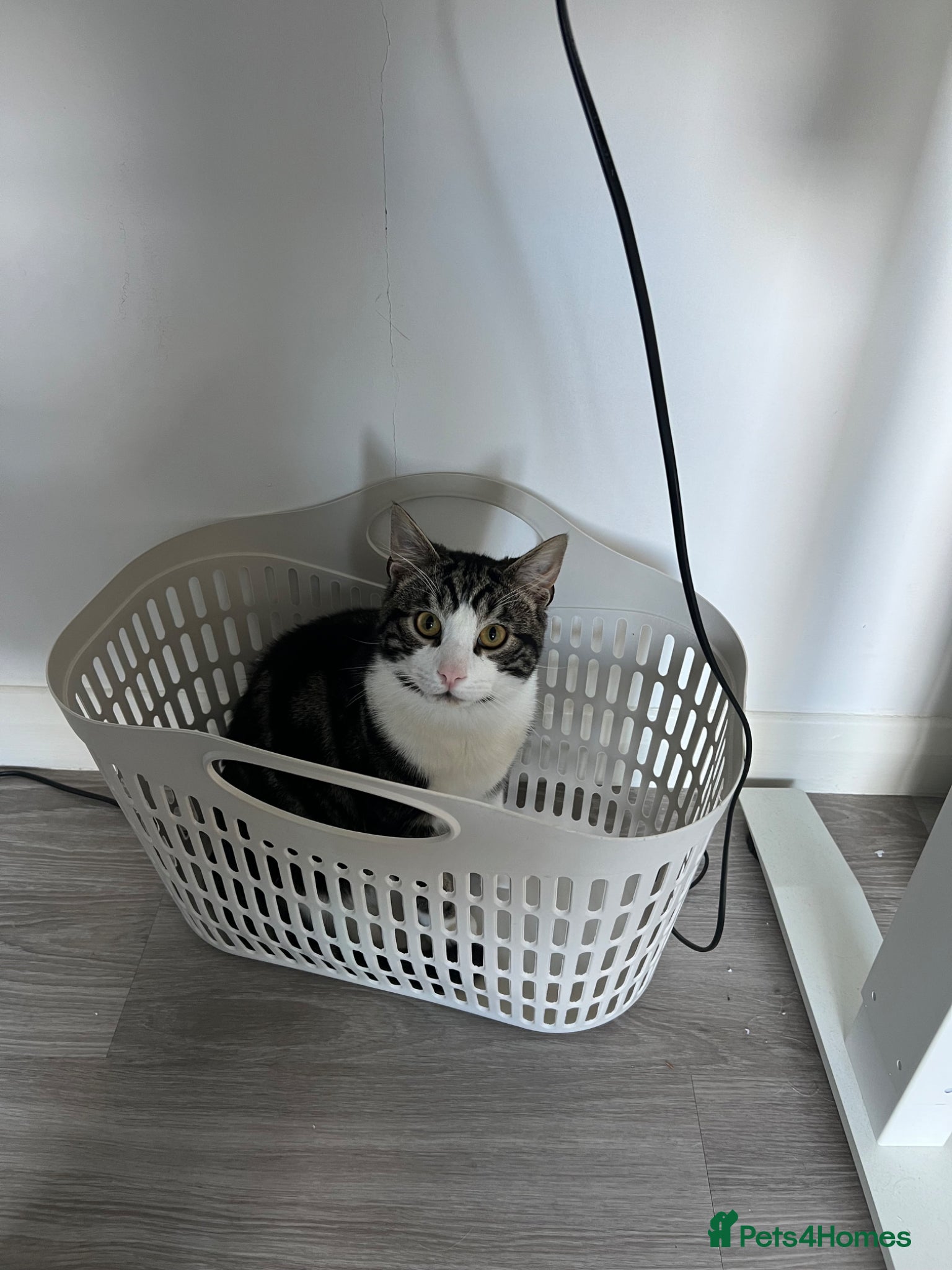 Mixed Breed cats Very Pleasant one Year old Boy - Advert 2