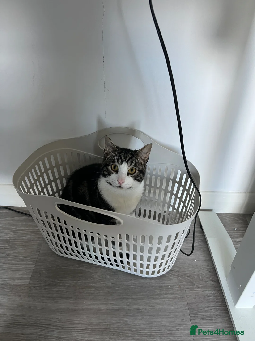 Mixed Breed cats for sale: Very Pleasant one Year old Boy in Louth - Advert 1