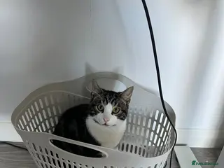 Mixed Breed cats Very Pleasant one Year old Boy - Advert 2