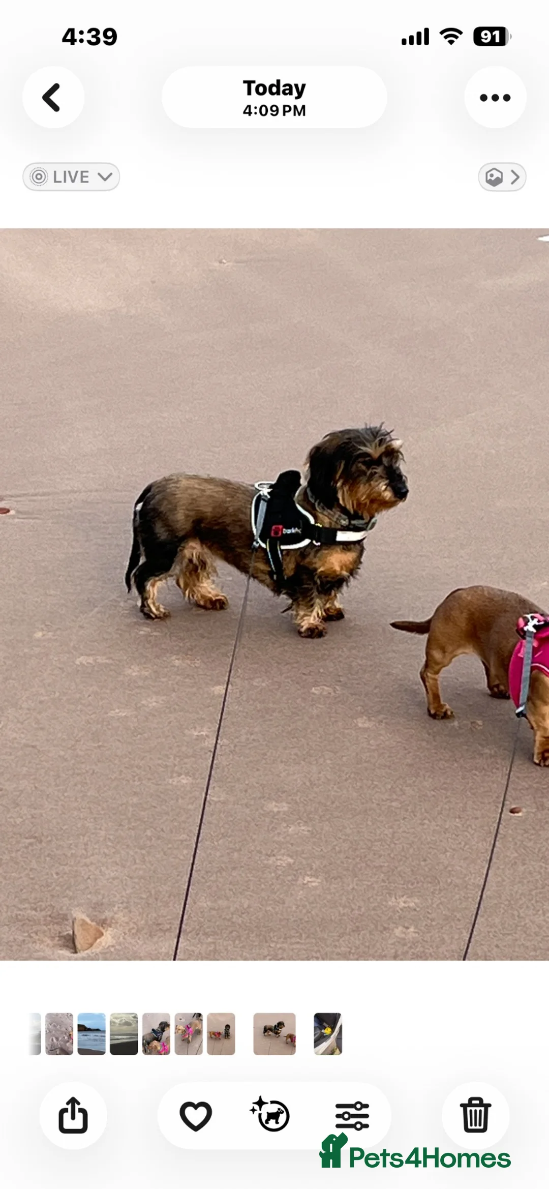 Dachshund dogs for sale: Rehoming Gretal  in Liss - Advert 2