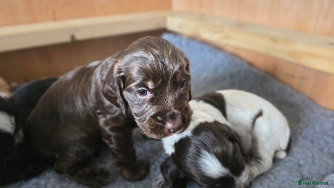 Cocker Spaniel dogs for sale: 🐾 Working Cocker Spaniel Puppies for Sale £800  - Image 2
