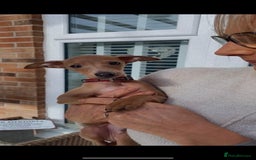 Italian Greyhound dogs for stud:   STUD DOG.  PROVEN ITALIAN GREYHOUND  in Goole - Image 17