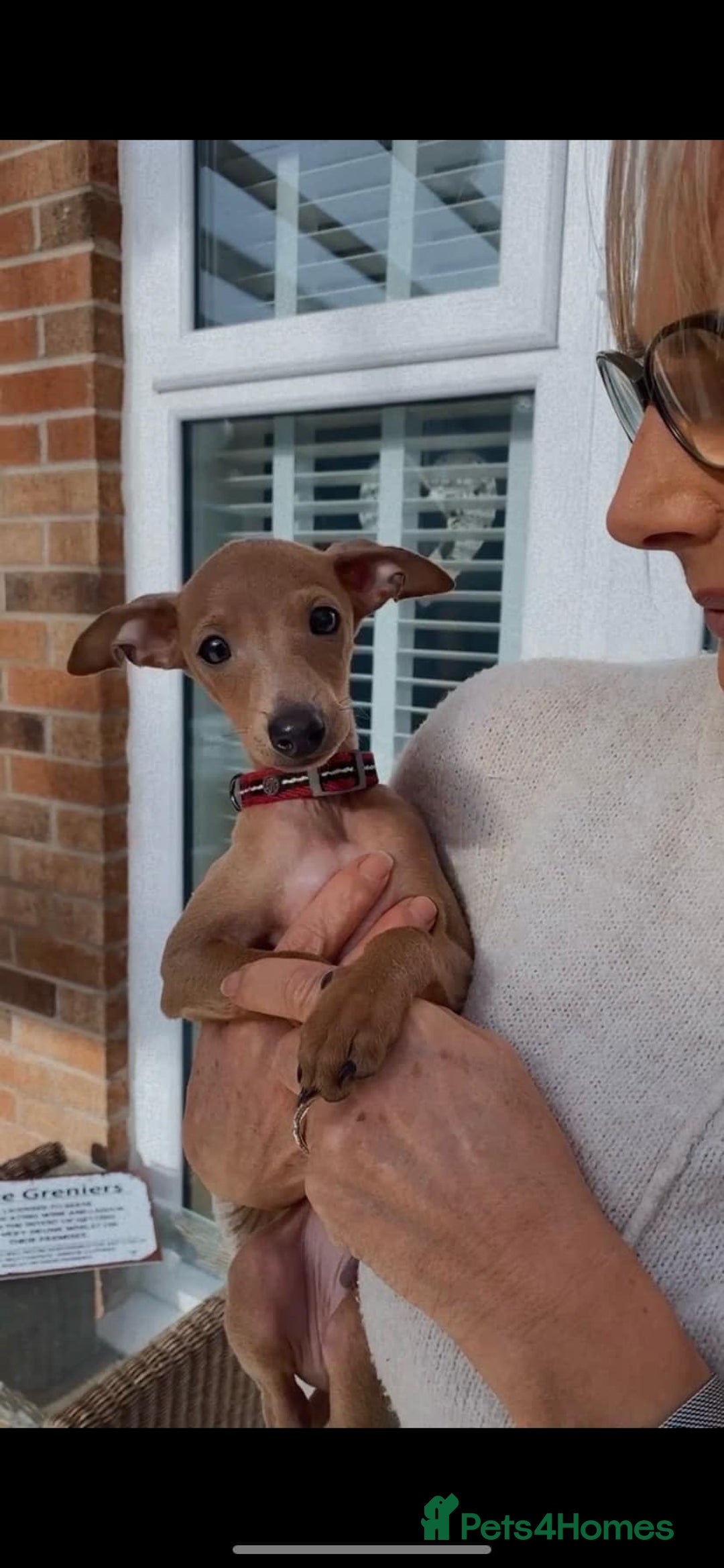 Italian Greyhound dogs for stud:   STUD DOG.  PROVEN ITALIAN GREYHOUND  in Goole - Image 17