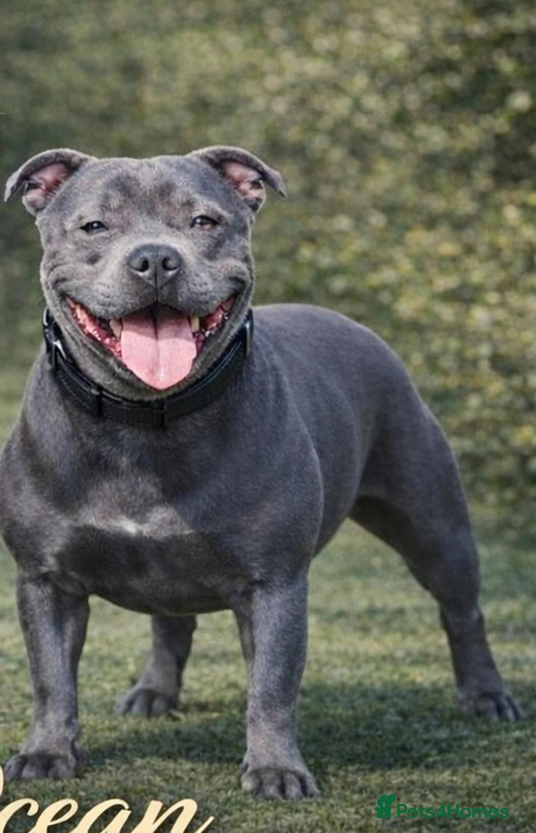 Staffordshire Bull Terrier dogs for sale: SOLID BLUE TEDDY BEAR STAFFS 💯🔥 - Advert 14