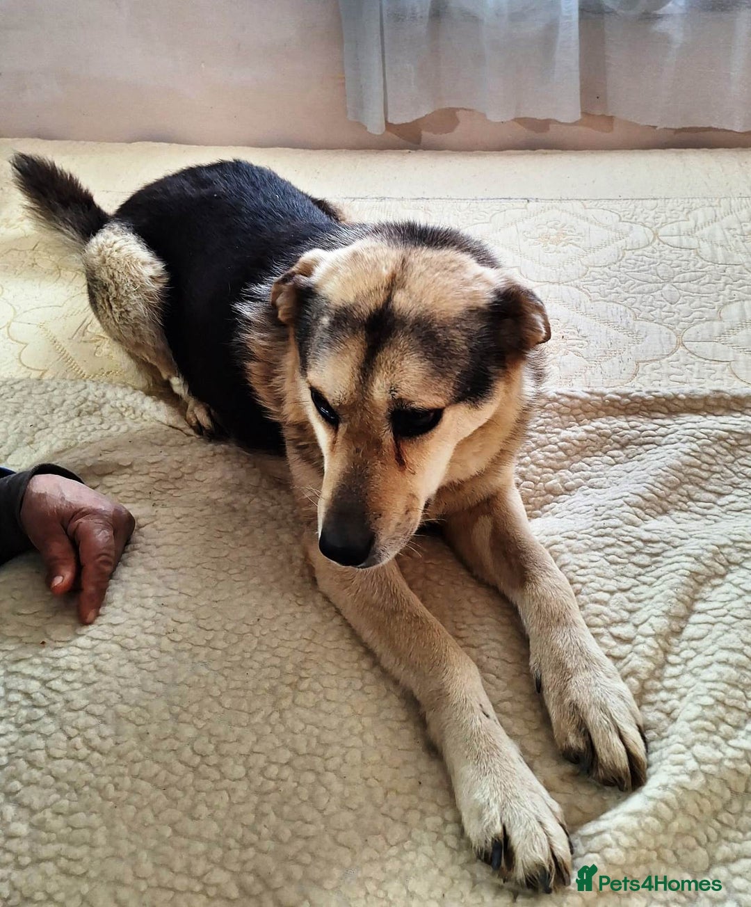 Mixed Breed dogs for adoption: Oldie but Goldie MAX needs a Loving Home - Advert 12