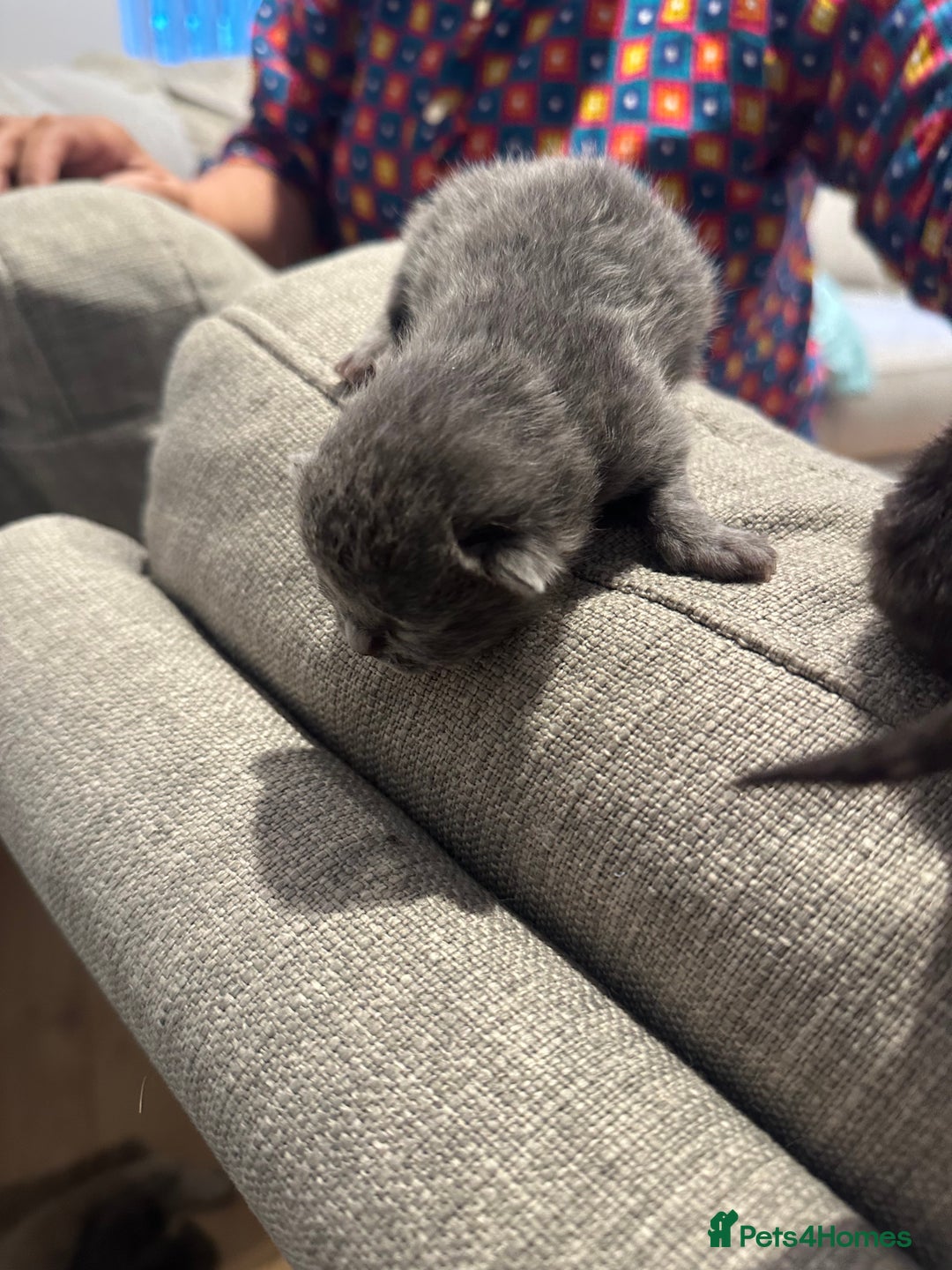 British Shorthair cats for sale: BRITISH SHORT HAIR KITTENS FOR SALE - Image 7